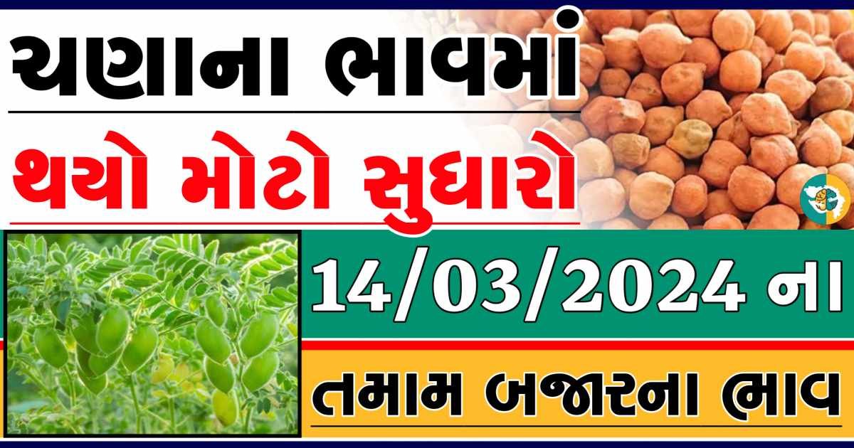 Today 14/03/2024 Chickpeas Apmc Rate આજના ચણાના બજાર ભાવ gkmarugujarat.com