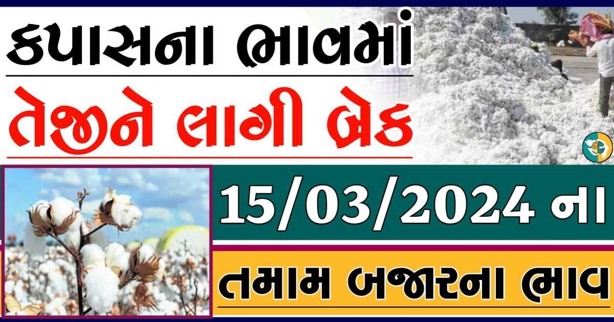 Today 15/03/2024 Cotton Apmc Rate gkmarugujarat.com