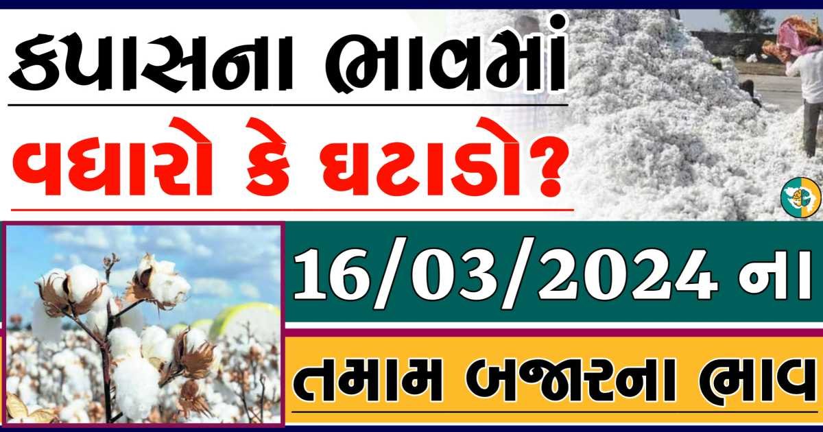 Today 16/03/2024 Cotton Apmc Rate gkmarugujarat.com