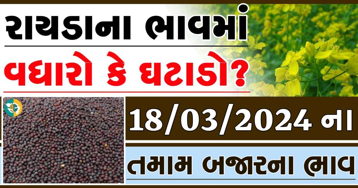 Today 18/03/2024 Rayda Apmc Rate આજના રાયડાના બજાર ભાવ gkmarugujarat.com