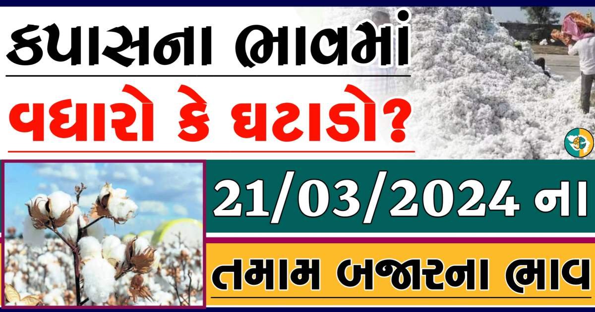 Cotton Price 21-03-2024 કપાસના બજાર ભાવ gkmarugujarat.com