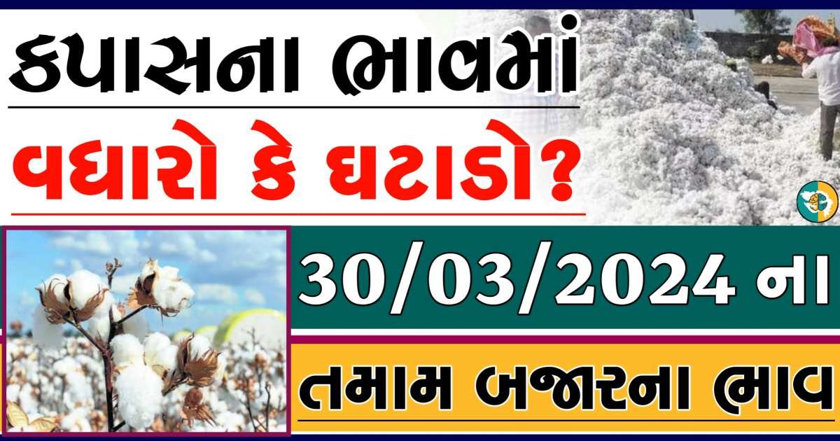 Cotton Price 30-03-2024 કપાસના બજાર ભાવ gkmarugujarat.com