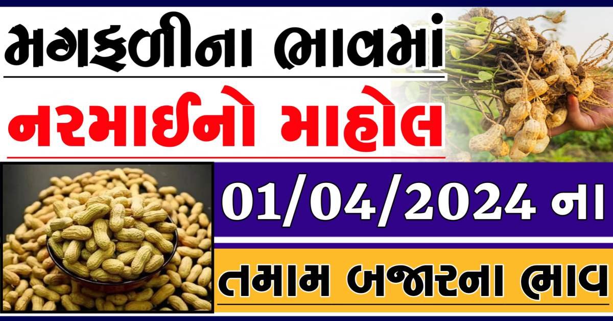 Magfali Price 01-04-2024 જાડી અને જીણી મગફળીના ભાવ Gkmarugujarat.com