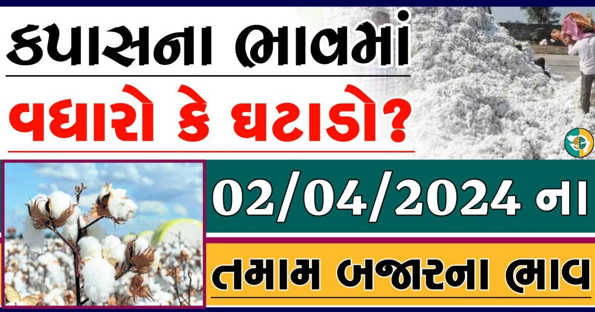 Cotton Price 01-04-2024 કપાસ ના બજાર ભાવ gkmarugujarat.com