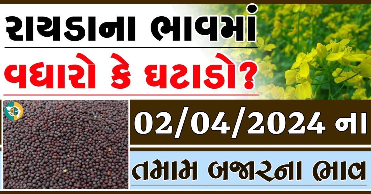 Rayda Price 02-04-2024 આજના રાયડા ના બજાર ભાવ gkmarugujarat.com