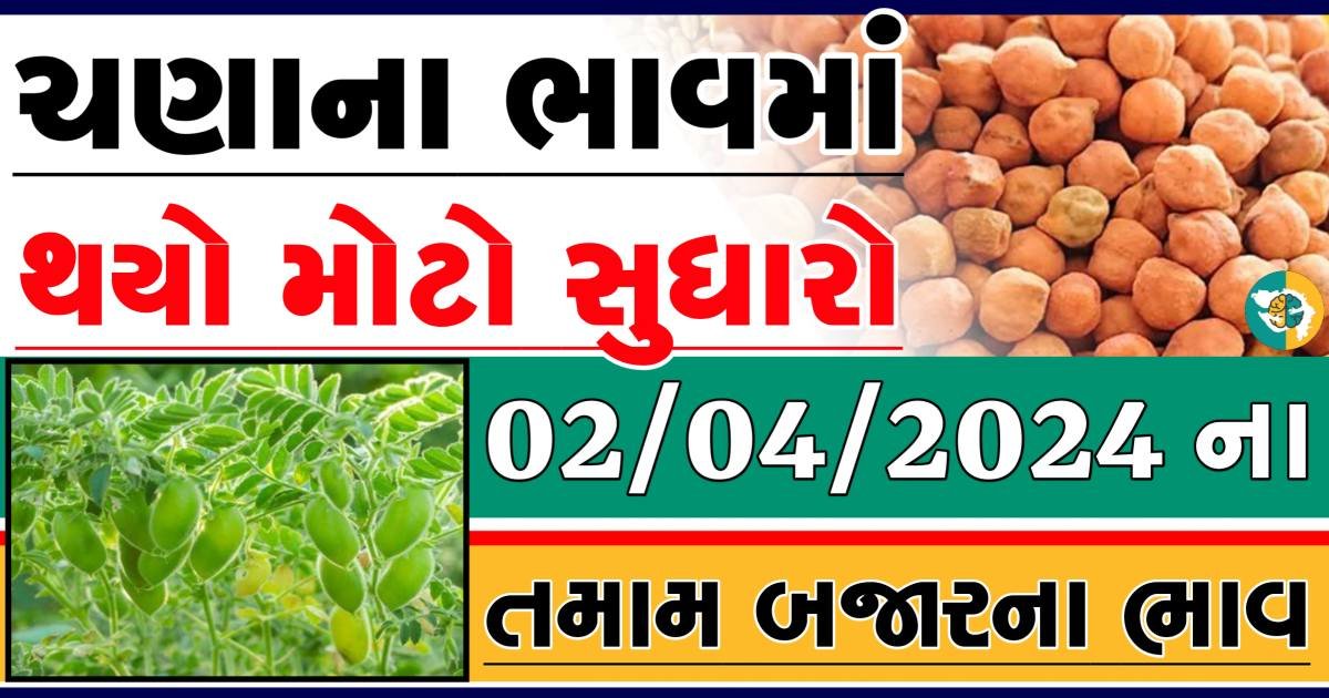 Chana Price 02-04-2024 આજના ચણા ના બજાર ભાવ gkmarugujarat.com