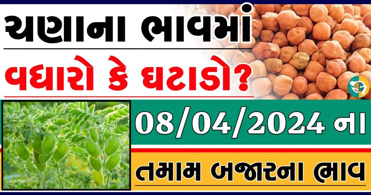 Chana Price 08-04-2024 આજના ચણા ના બજાર ભાવ gkmarugujarat.com