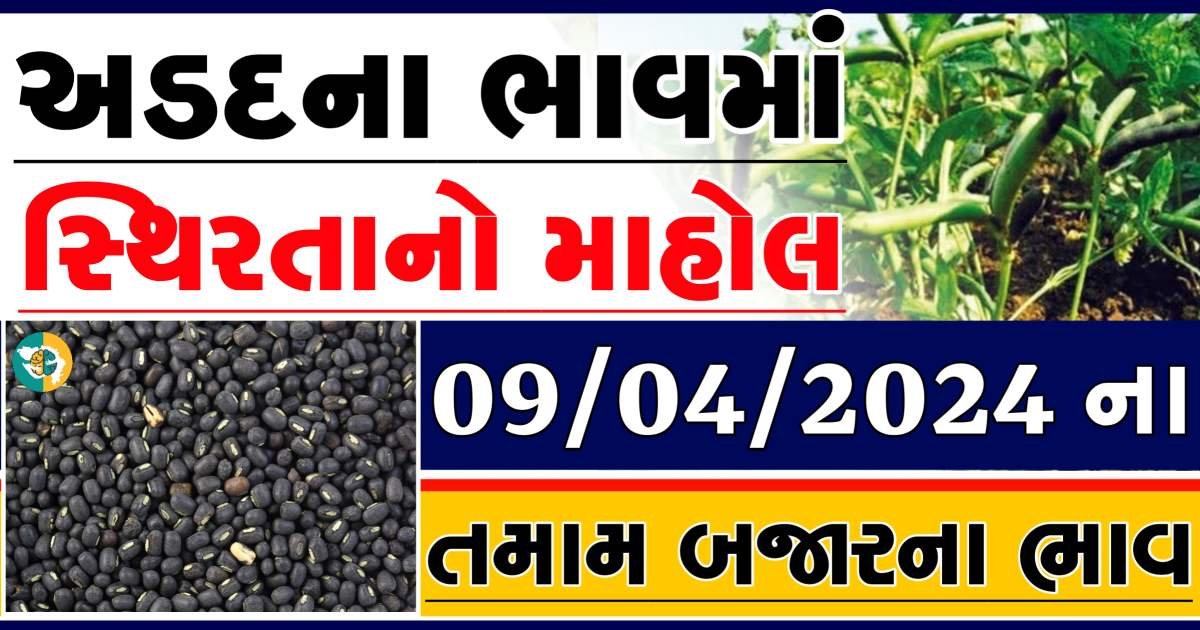 Arad Price 09-04-2024 આજના અડદ ના બજાર ભાવ gkmarugujarat.com