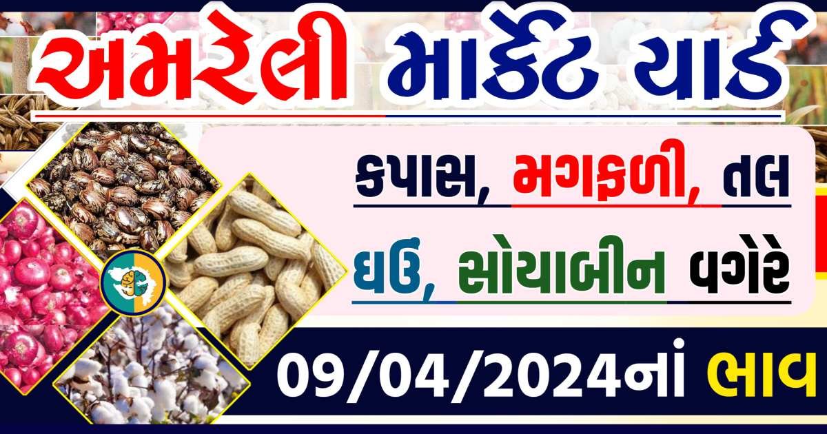 Amreli Apmc Rate 09-04-2024 આજના અમરેલી માર્કેટ બજાર ભાવ Gkmarugujarat.com