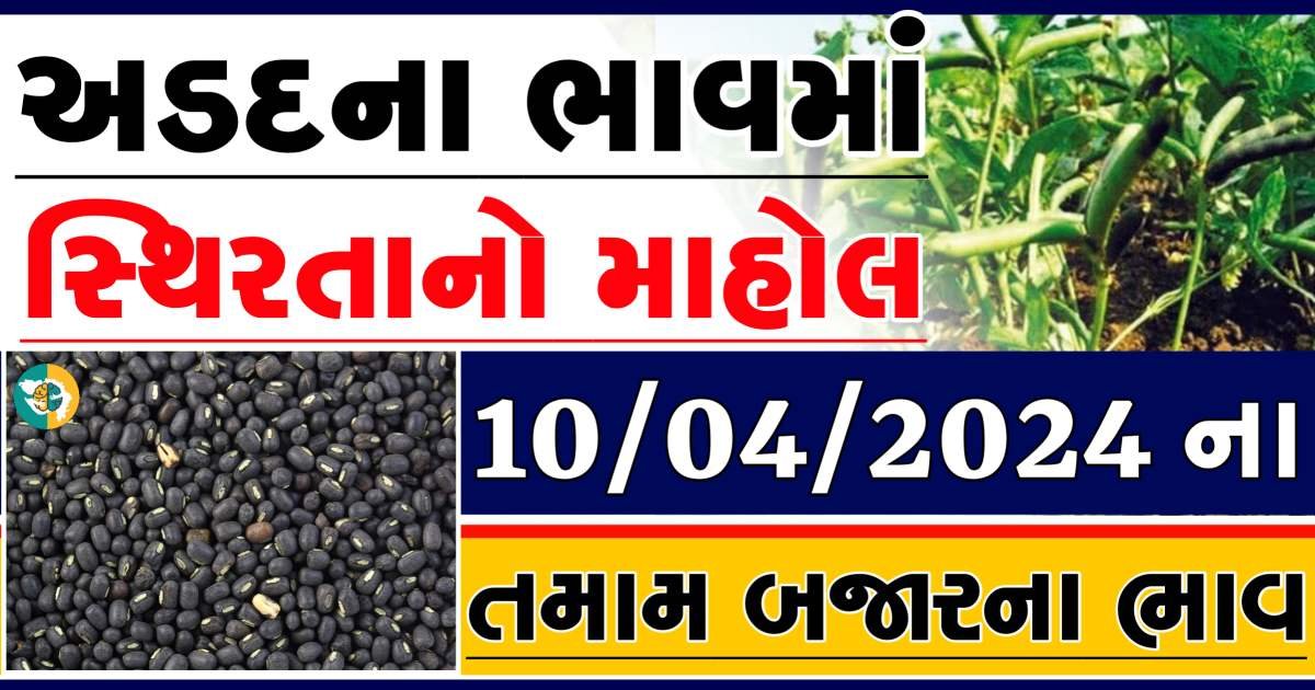 Arad Price 10-04-2024 આજના અડદ ના બજાર ભાવ gkmarugujarat.com