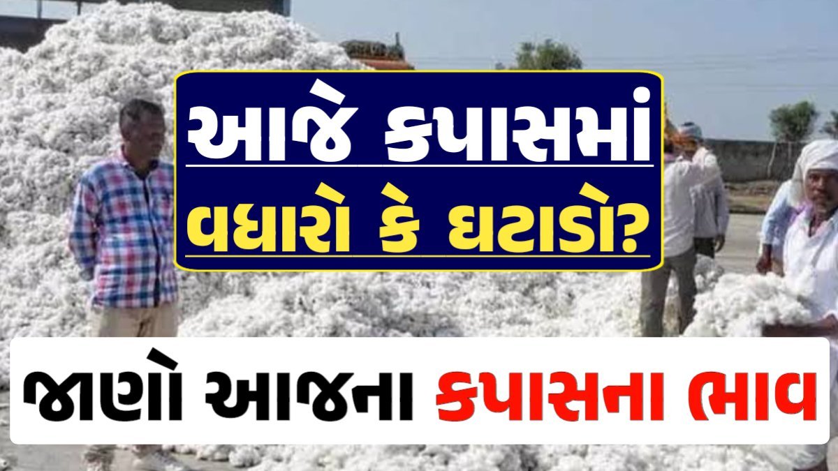 Cotton Price 12-04-2024 કપાસ બજાર ભાવ gkmarugujarat.com