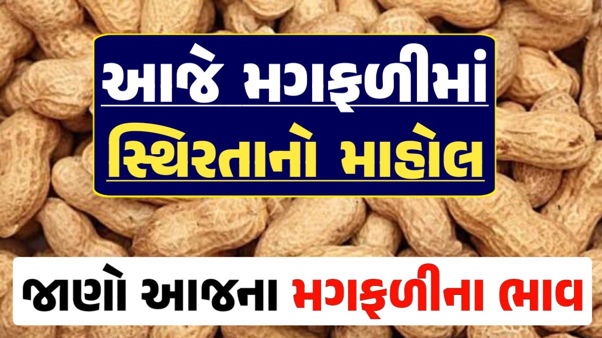 Magfali Price 12-04-2024 જાડી અને જીણી મગફળી ના ભાવ Gkmarugujarat.com
