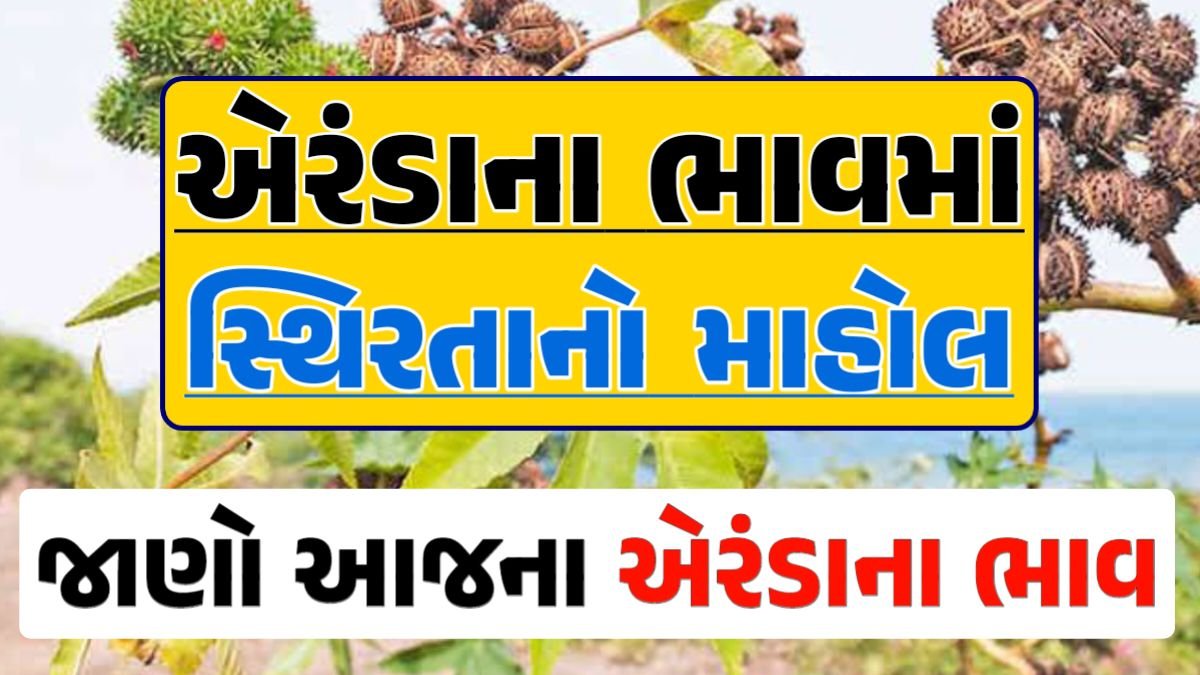 Eranda Price 13-04-2024 આજના એરંડા ના બજાર ભાવ gkmarugujarat.com