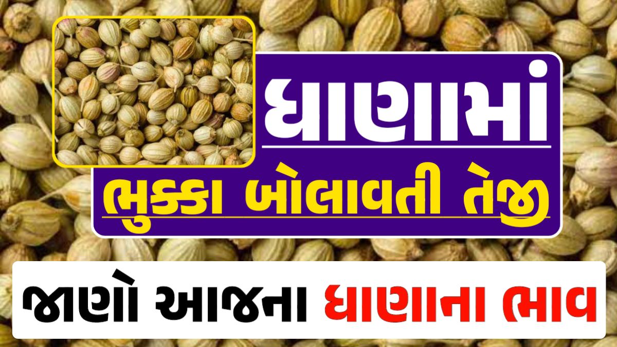 Dhana Price 13-04-2024 આજના ધાણા ના બજાર ભાવ gkmarugujarat.com