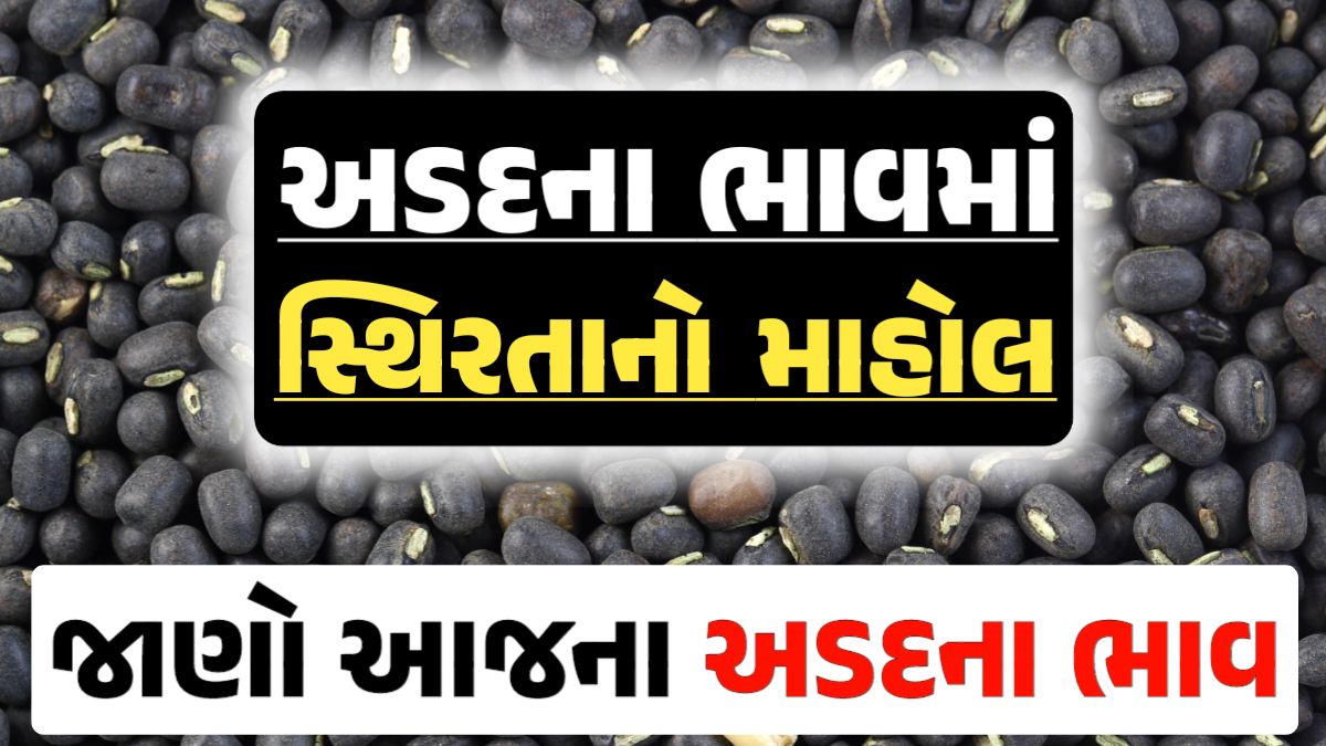 Arad Price 13-04-2024 આજના અડદ ના બજાર ભાવ gkmarugujarat.com