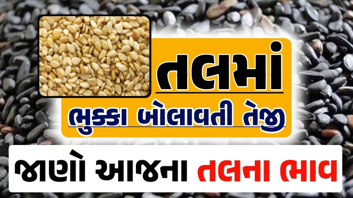 Tal price 13-04-2024 આજના સફેદ અને કાળા તલ ના બજાર ભાવ Gkmarugujarat.com