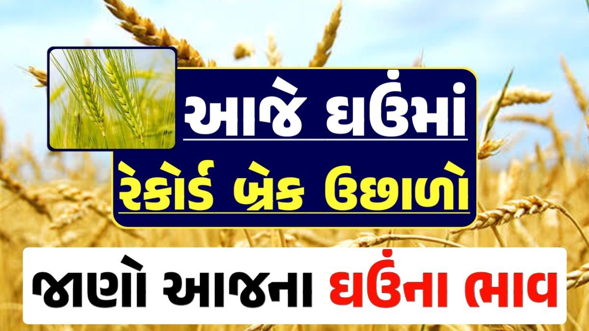 Ghau Price 15-04-2024 આજના લોકવન અને ટુકડા ઘઉં ના બજાર ભાવ gkmarugujarat.com