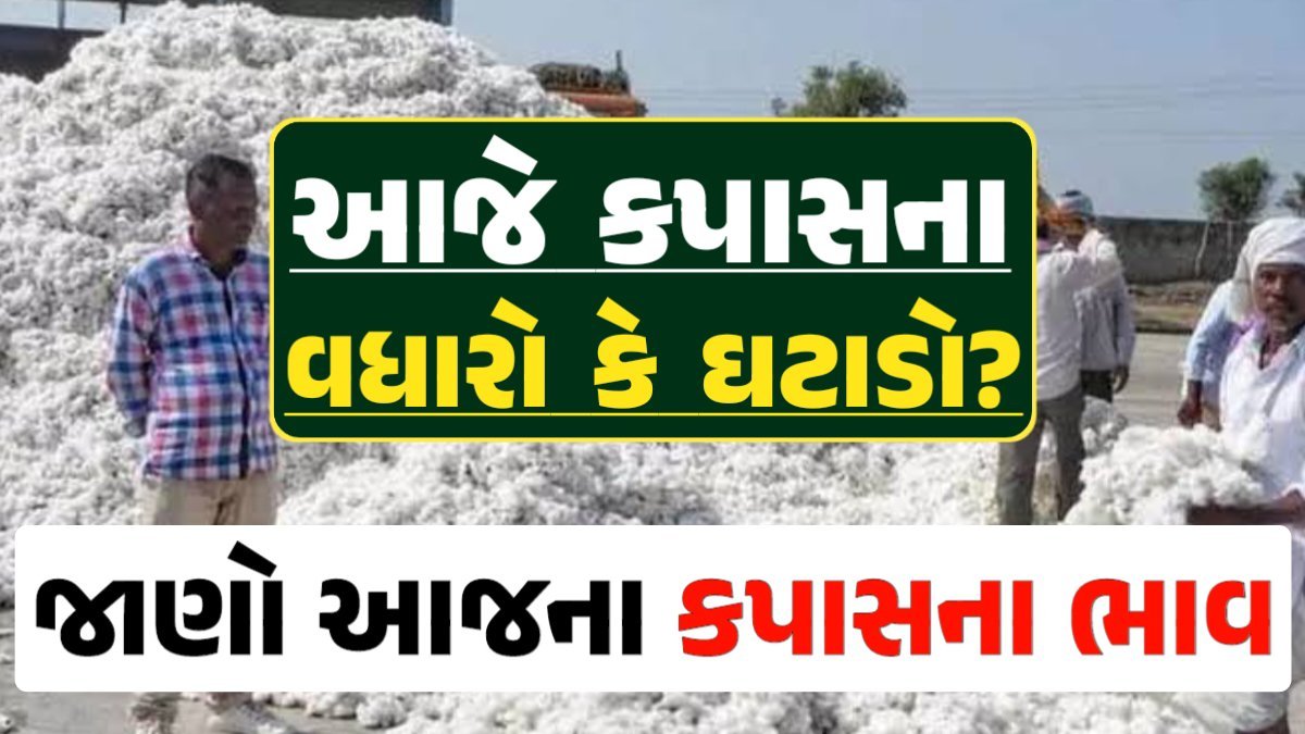 Cotton Price 15-04-2024 કપાસ બજાર ભાવ gkmarugujarat.com