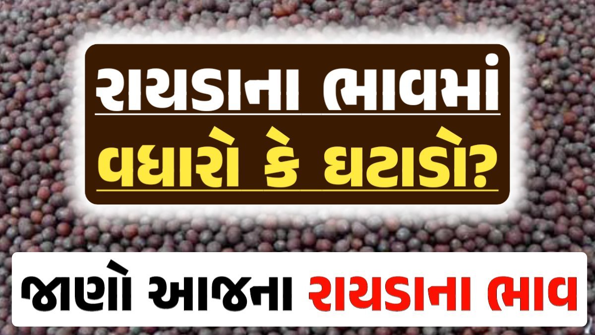 Rayda Price 15-04-2024 આજના રાયડા ના બજાર ભાવ gkmarugujarat.com