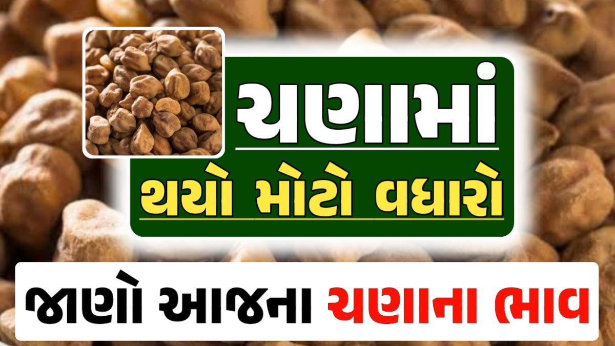 Chana Price 15-04-2024 આજના ચણા ના બજાર ભાવ gkmarugujarat.com