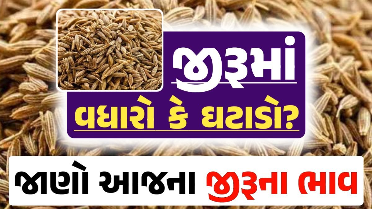 jiru Price 15-04-2024 આજના જીરૂ ના બજાર ભાવ gkmarugujarat.com