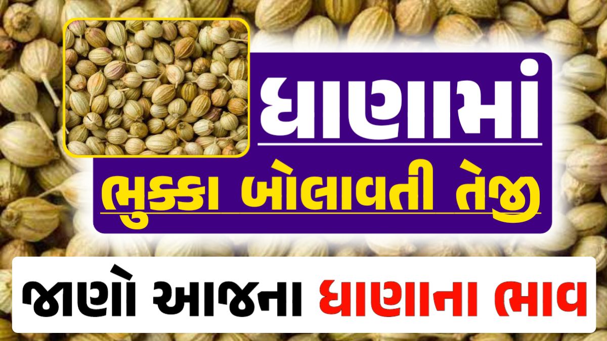 Dhana Price 16-04-2024 આજના ધાણા ના બજાર ભાવ gkmarugujarat.com