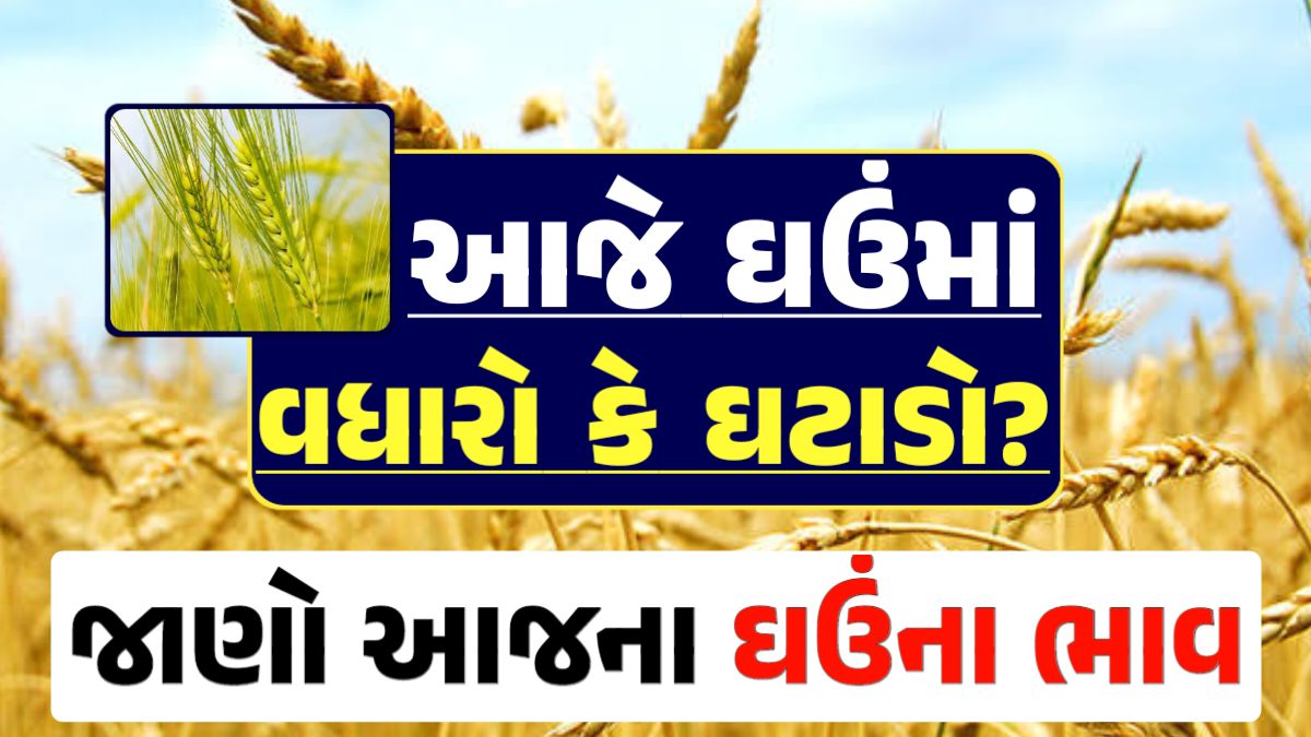 Ghau Price 18-04-2024 આજના લોકવન અને ટુકડા ઘઉં ના બજાર ભાવ gkmarugujarat.com