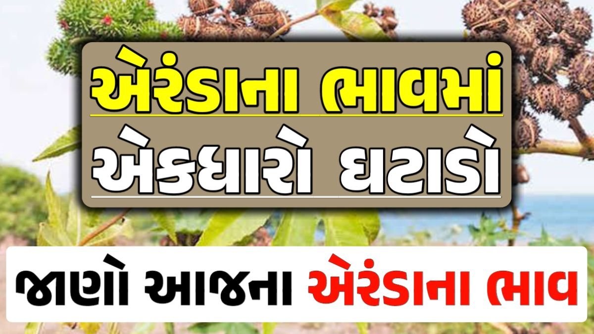 Eranda Price 18-04-2024 આજના એરંડા ના બજાર ભાવ gkmarugujarat.com