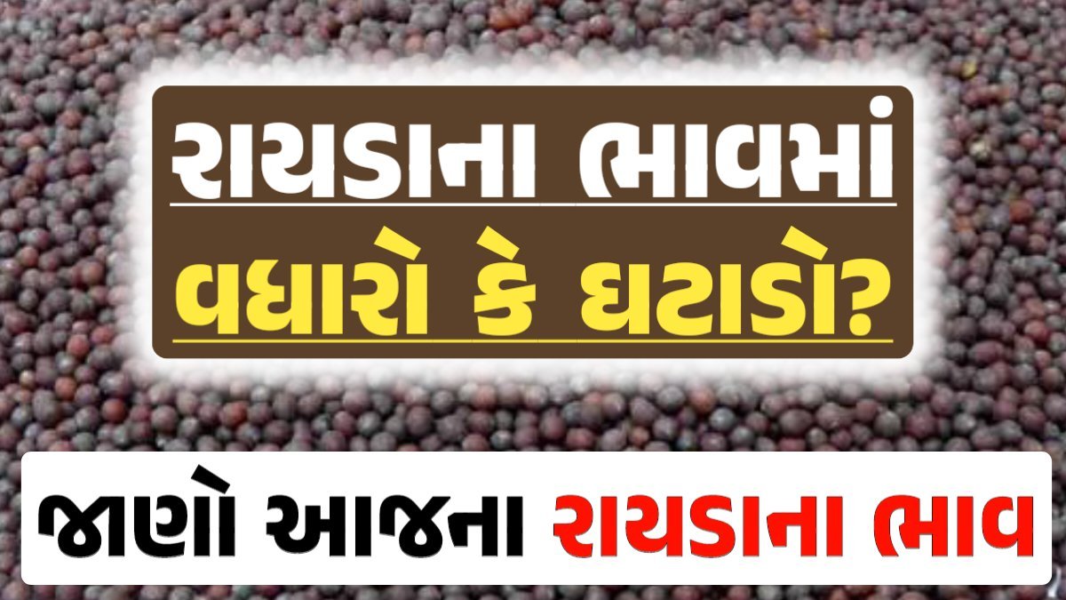 Rayda Price 18-04-2024 આજના રાયડા ના બજાર ભાવ gkmarugujarat.com