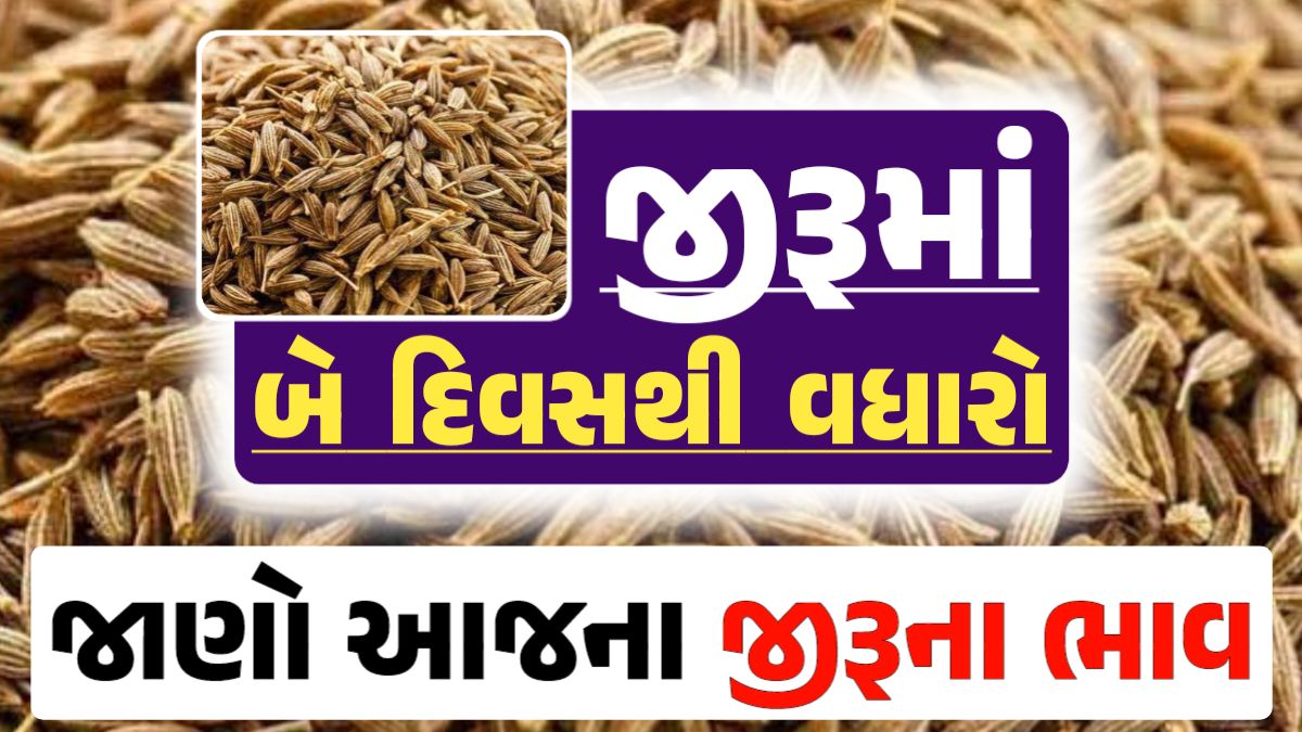 jiru Price ૨૦-04-2024 આજના જીરૂ ના બજાર ભાવ gkmarugujarat.com