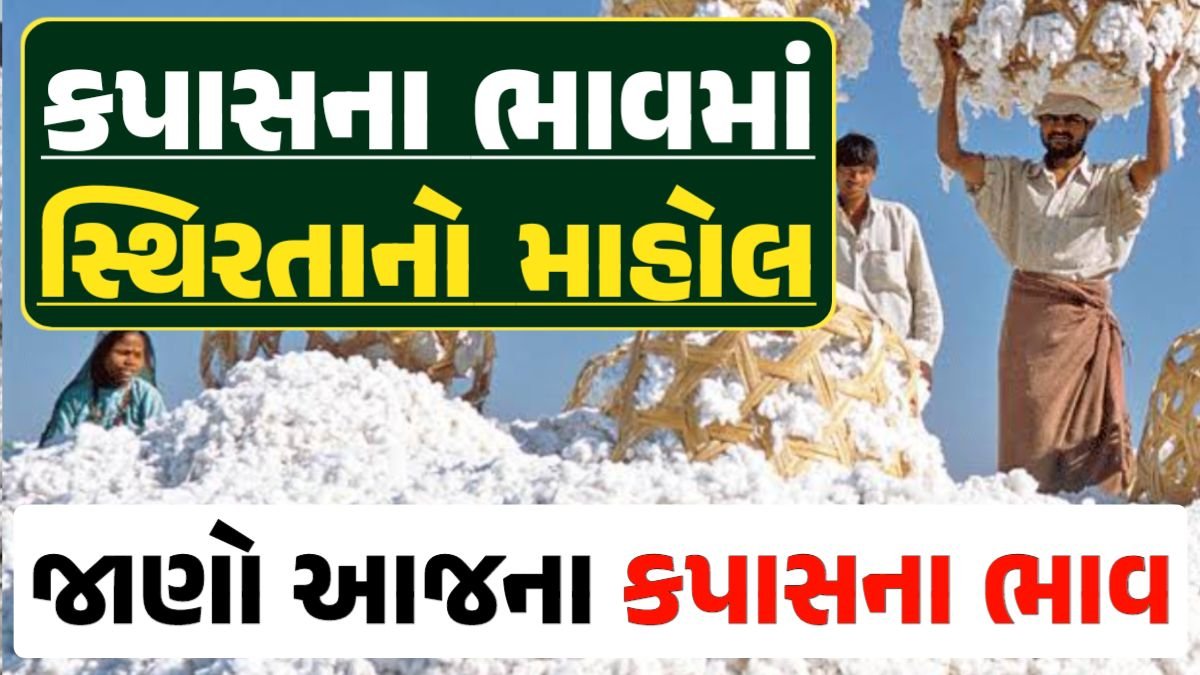 Cotton Price 29-04-2024 કપાસ બજાર ભાવ gkmarugujarat.com