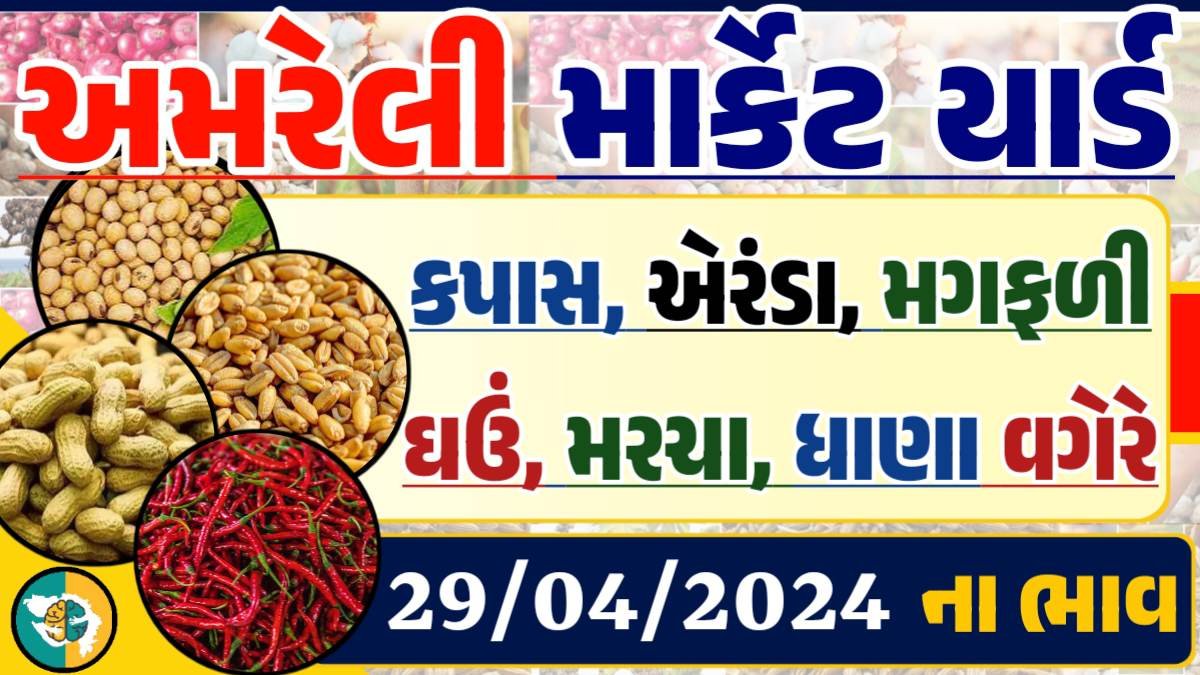 Amreli Apmc Rate 29-04-2024 આજના અમરેલી માર્કેટ બજાર ભાવ Gkmarugujarat.com