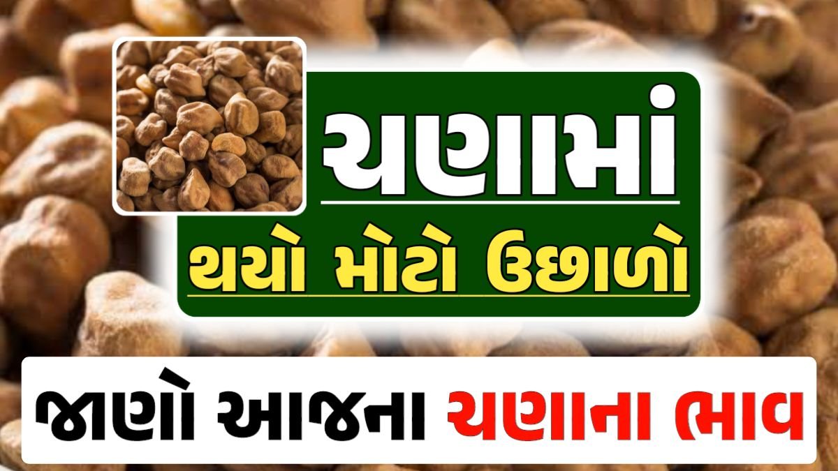 Chana Price 01-05-2024 આજના ચણા ના બજાર ભાવ gkmarugujarat.com