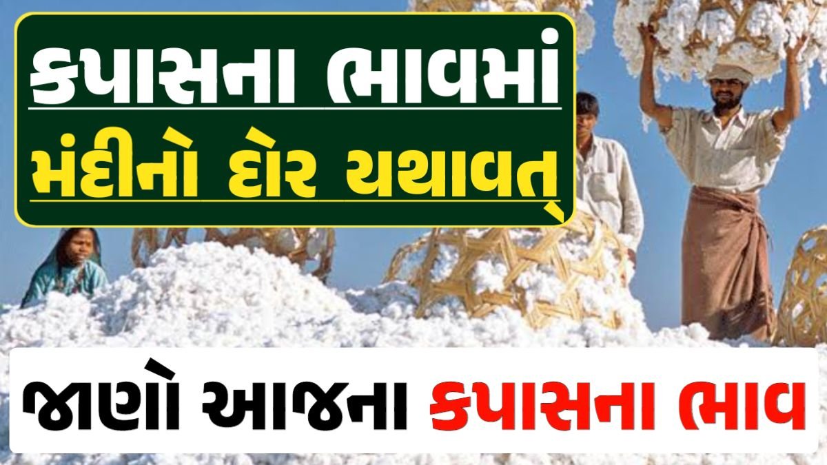 Cotton Price 03-05-2024 કપાસ બજાર ભાવ gkmarugujarat.com