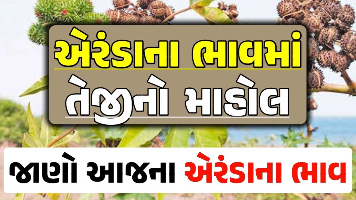 Eranda Price 04-05-2024 આજના એરંડા ના બજાર ભાવ gkmarugujarat.com