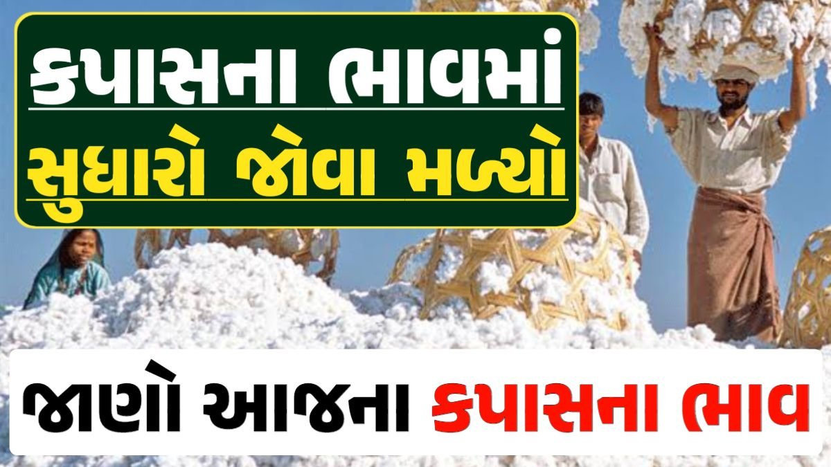 Cotton Price 06-05-2024 કપાસ બજાર ભાવ gkmarugujarat.com