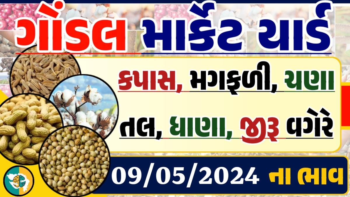 Gondal Apmc Rate 09-05-2024 આજના ગોંડલ માર્કેટ યાર્ડના બજાર ભાવ gkmarugujarat.com