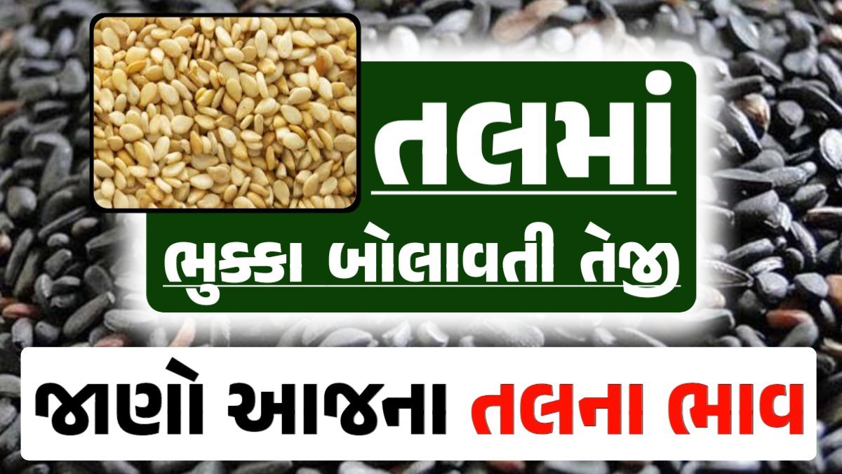 Tal price 12-06-2024 આજના સફેદ અને કાળા તલ ના બજાર ભાવ Gkmarugujarat.com