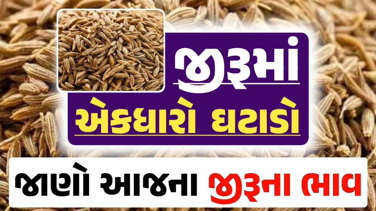 jiru Price 12-06-2024 આજના જીરૂ ના બજાર ભાવ gkmarugujarat.com