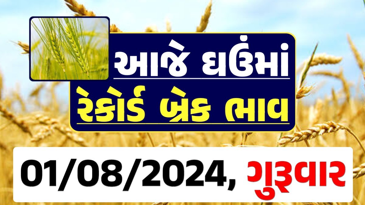 Ghau Price 01-08-2024 આજના લોકવન અને ટુકડા ઘઉં ના બજાર ભાવ gkmarugujarat.com