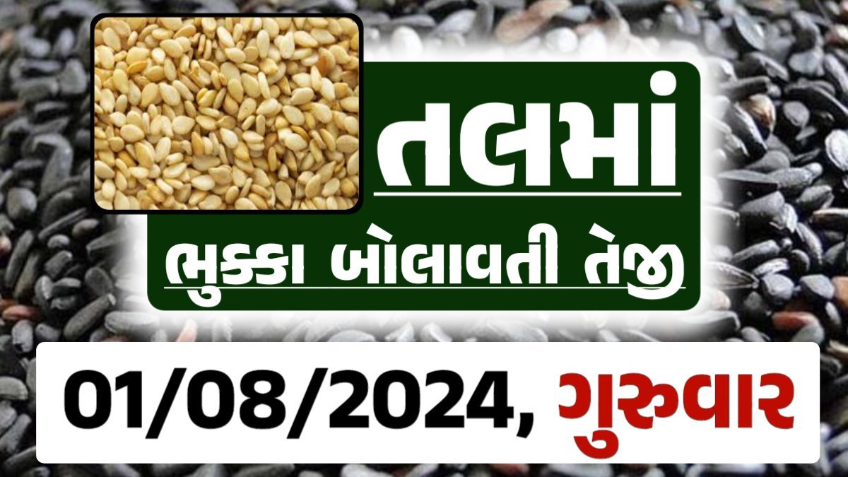 Tal price 01-08-2024 આજના સફેદ અને કાળા તલ ના બજાર ભાવ Gkmarugujarat.com