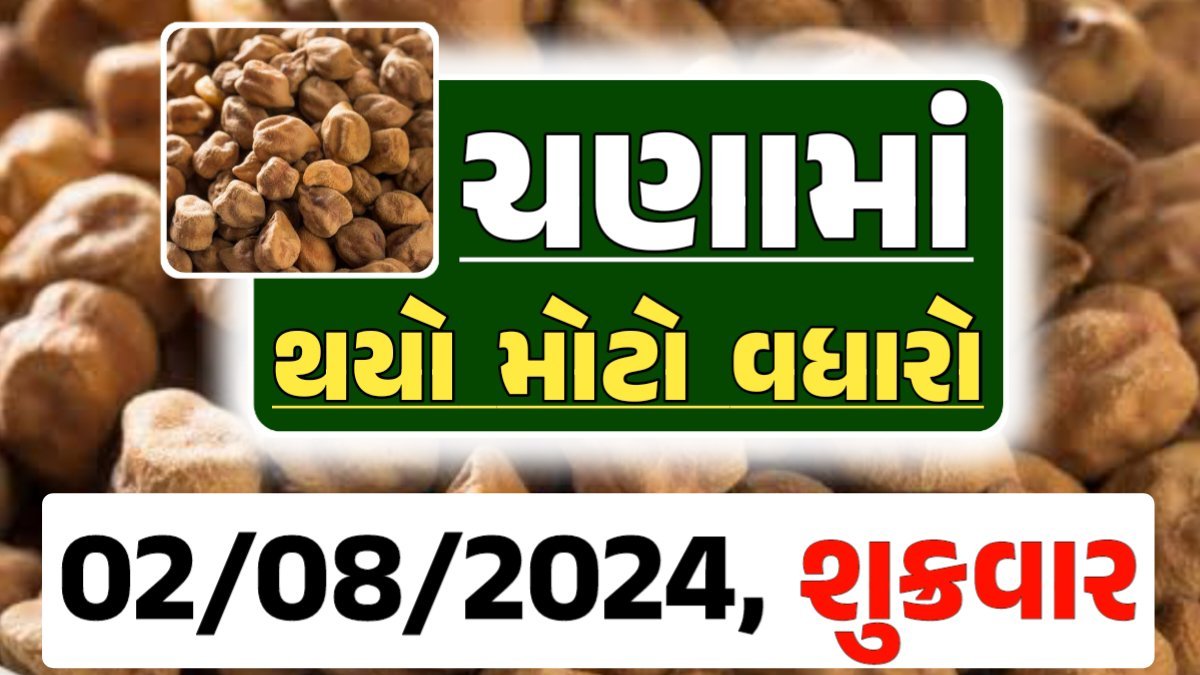 Chana Price 02-08-2024 આજના ચણા ના બજાર ભાવ gkmarugujarat.com