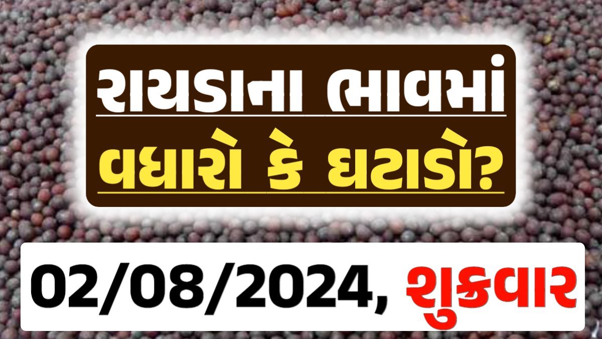 Rayda Price 02-08-2024 આજના રાયડા ના બજાર ભાવ gkmarugujarat.com