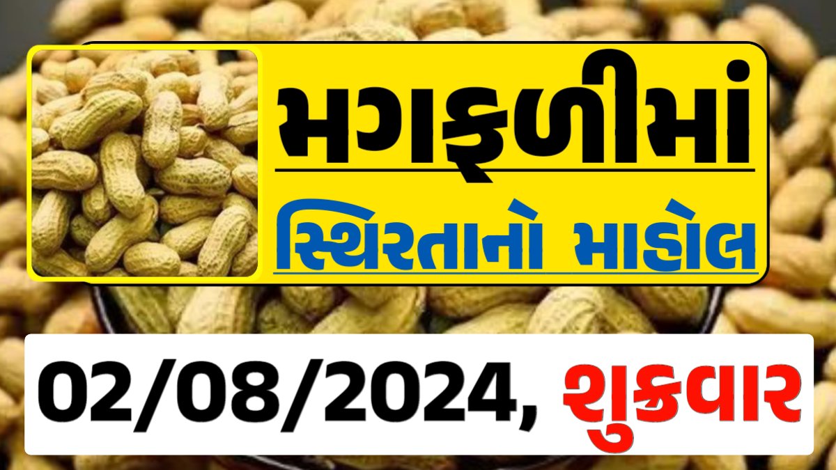 Magfali Price 02-08-2024 જાડી અને જીણી મગફળી ના ભાવ Gkmarugujarat.com