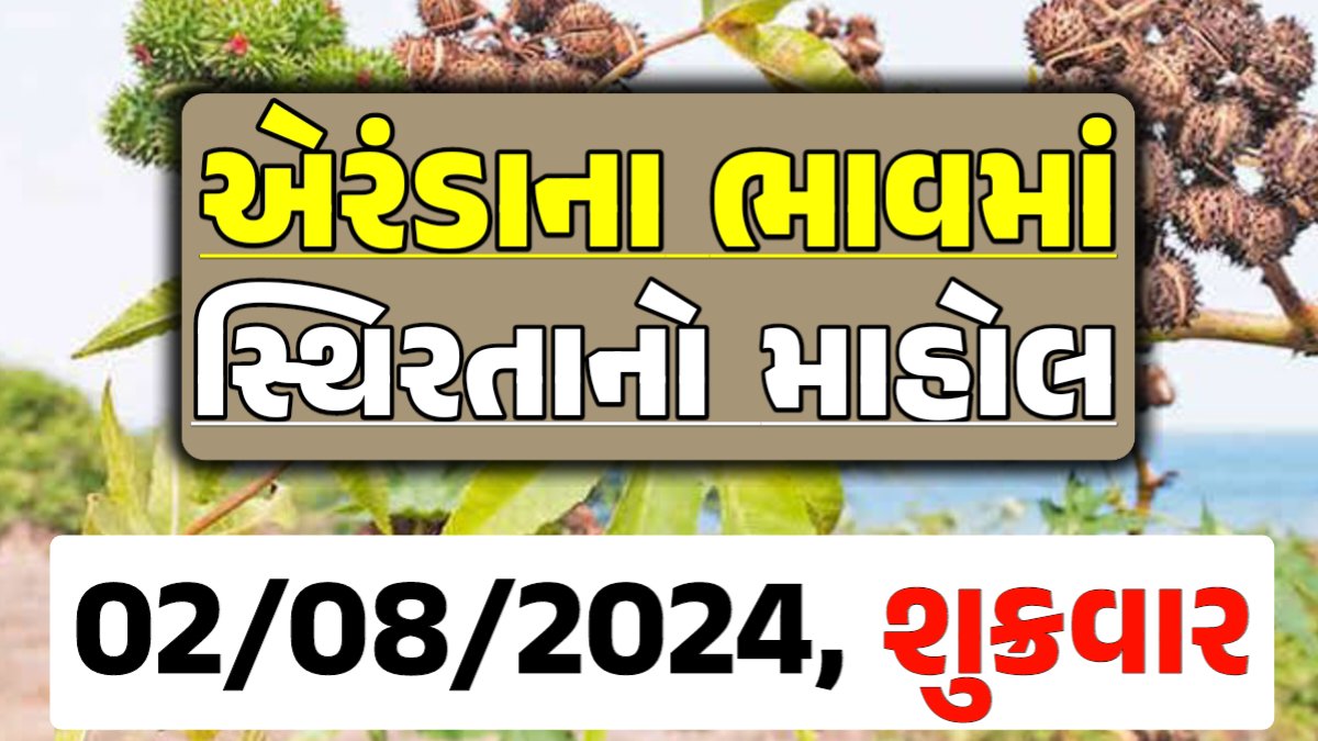 Eranda Price 02-08-2024 આજના એરંડા ના બજાર ભાવ gkmarugujarat.com