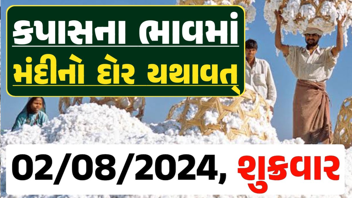 Cotton Price 02-08-2024 કપાસ બજાર ભાવ gkmarugujarat.com