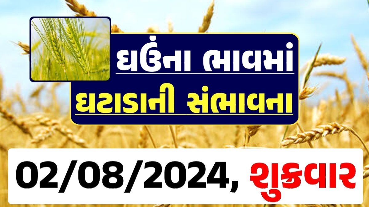 Ghau Price 02-08-2024 આજના લોકવન અને ટુકડા ઘઉં ના બજાર ભાવ gkmarugujarat.com