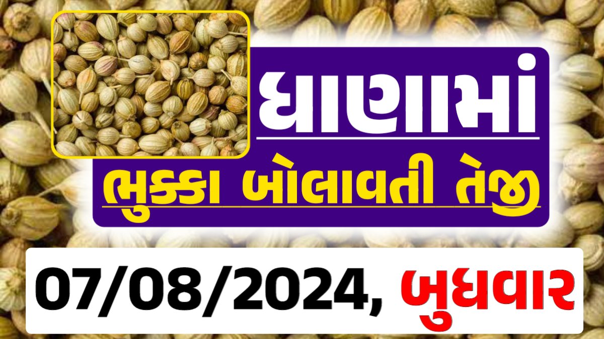 Dhana Price 07-08-2024 આજના ધાણા ના બજાર ભાવ gkmarugujarat.com