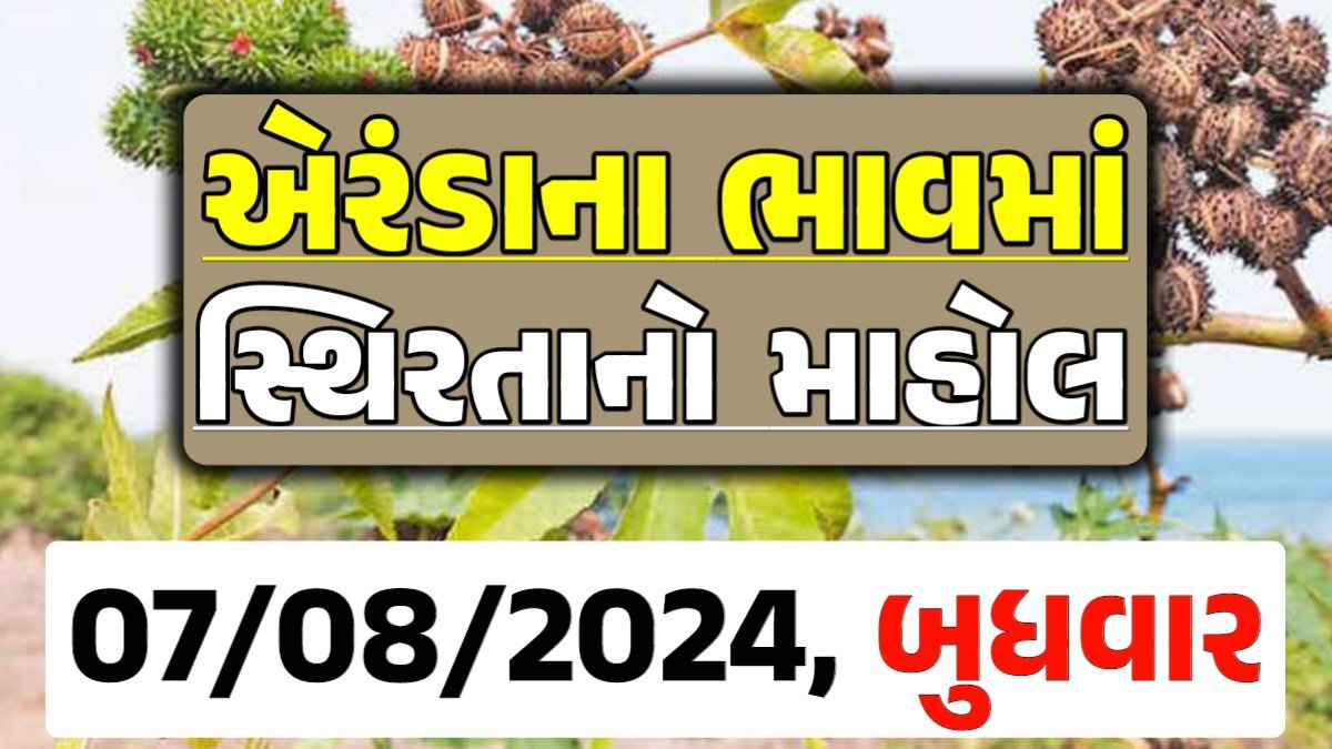 Eranda Price 07-08-2024 આજના એરંડા ના બજાર ભાવ gkmarugujarat.com