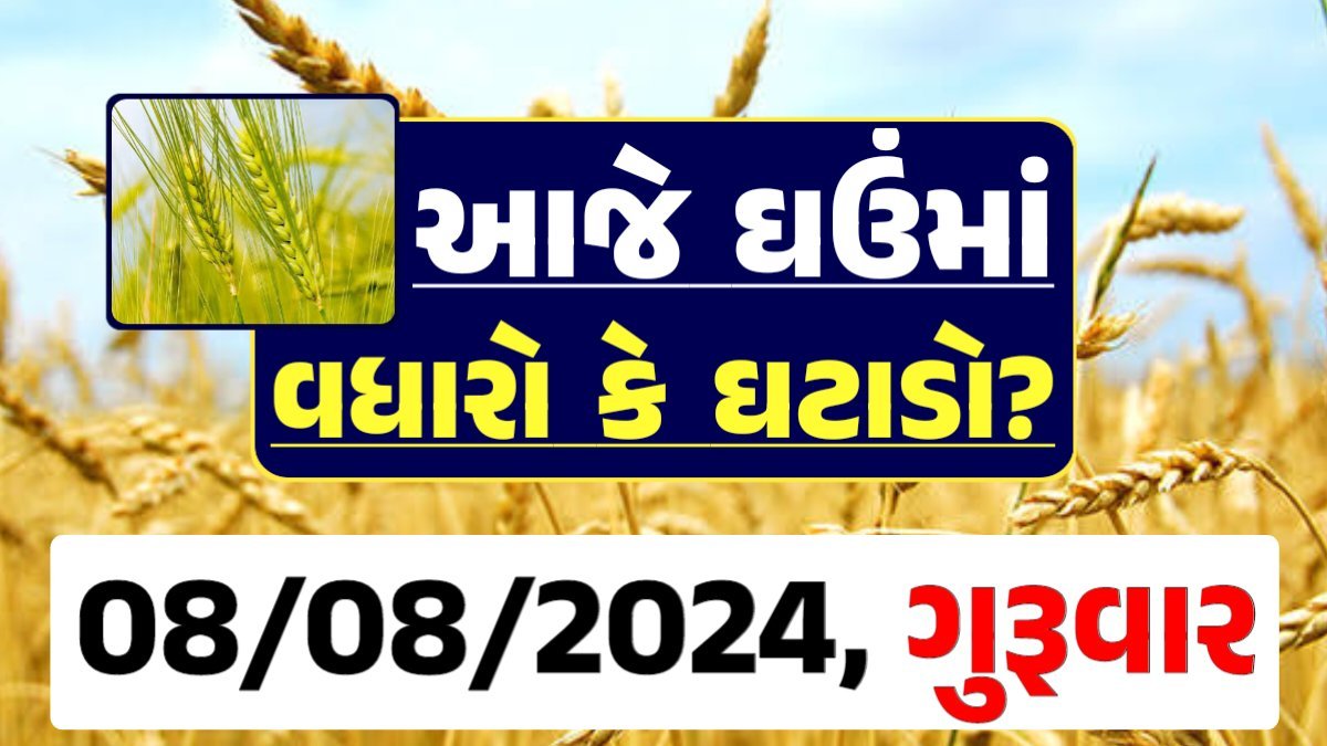 Ghau Price 08-08-2024 આજના લોકવન અને ટુકડા ઘઉં ના બજાર ભાવ gkmarugujarat.com